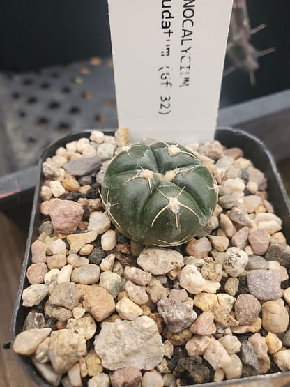 Gymnocalycium denudatum (Gf 32)