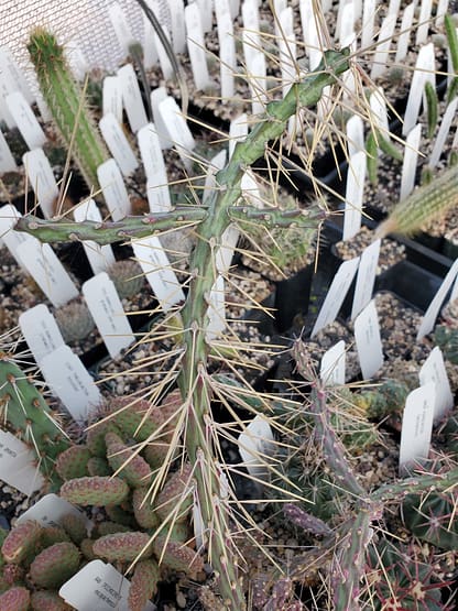Cylindropuntia fulgida x leptocaulis (fragile)