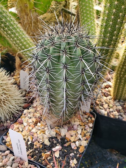 Carnegiea gigantea