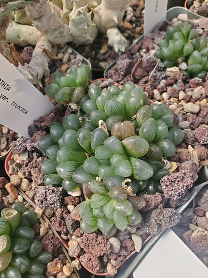 Haworthia cooperi var. truncata