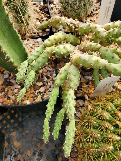 Tephrocactus verschaffeltii