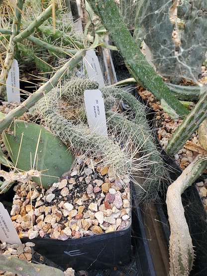 Tephrocactus weberi