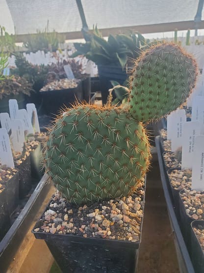 Opuntia pycnantha var. margaritana