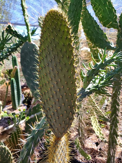 Opuntia echios