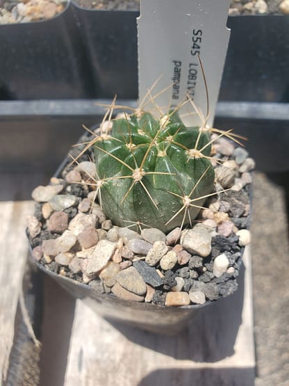 Lobivia pampana (H 772)