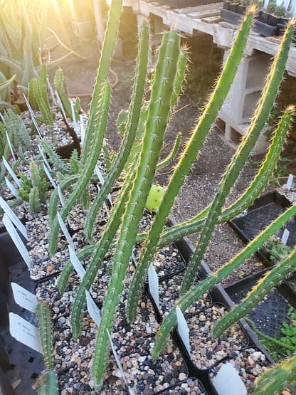 Acanthocereus tetragonus