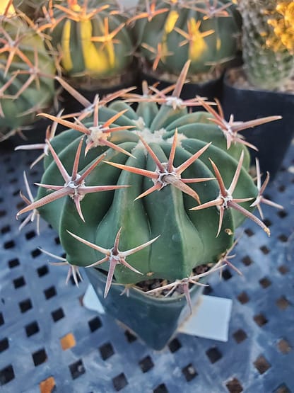 Homalocephala (Echinocactus) texensis