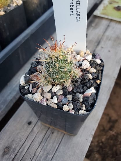 Mammillaria thornberi ssp. thornberi