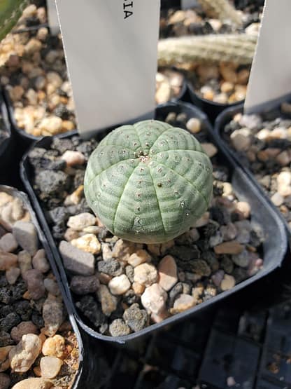 Euphorbia obesa