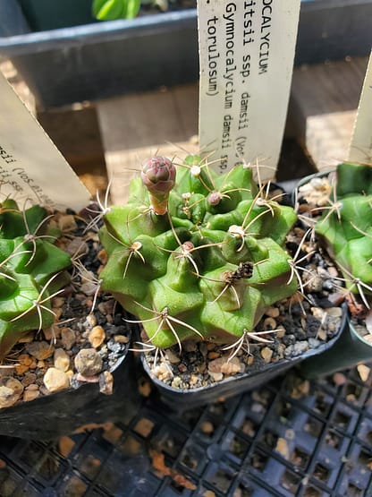 Gymnocalycium anisitsii ssp. damsii (ex G. damsii ssp. evae var. torulosum) (VoS 03-040)
