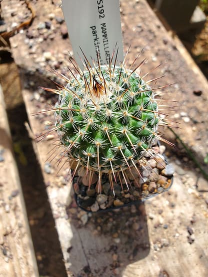 Mammillaria parkinsonii (SB 315)