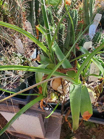 Ornithogalum sp.