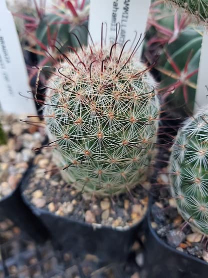 Mammillaria grahamii (with locality)