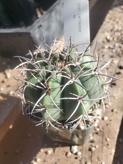 Melocactus sp.