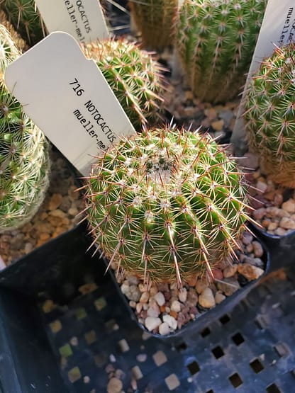 Notocactus mueller-melchersii