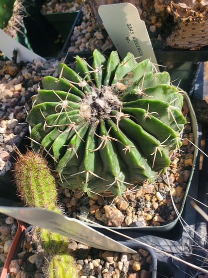 Wigginsia (Parodia) sp.