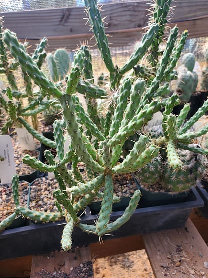 Cylindropuntia whipplei