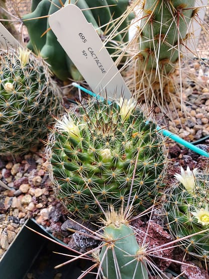 Mammillaria sp.