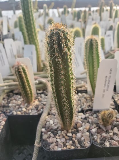 Pilosocereus azulensis (GO 253)
