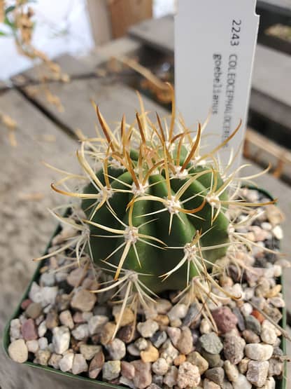 Coleocephalocereus goebelianus