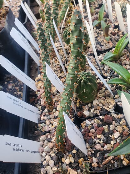 Opuntia sulphurea var. pampeana (RH 4486d)