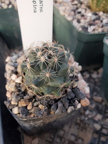 Coryphantha gladiispina