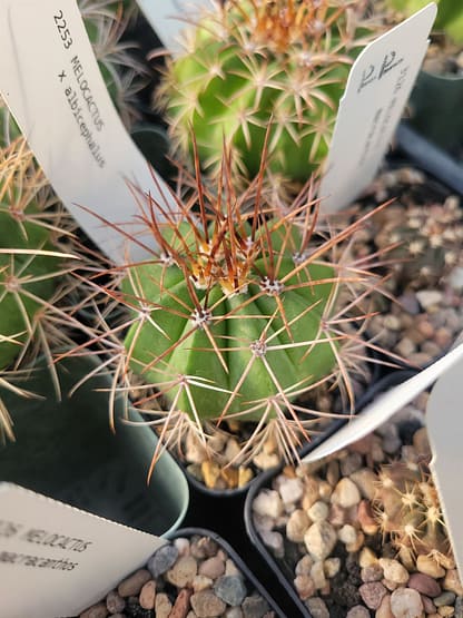 Melocactus x albicephalus