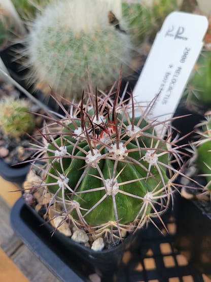 Melocactus x bozsingianus (with locality)