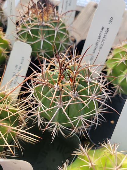 Melocactus arcuatispinus (HU 424)