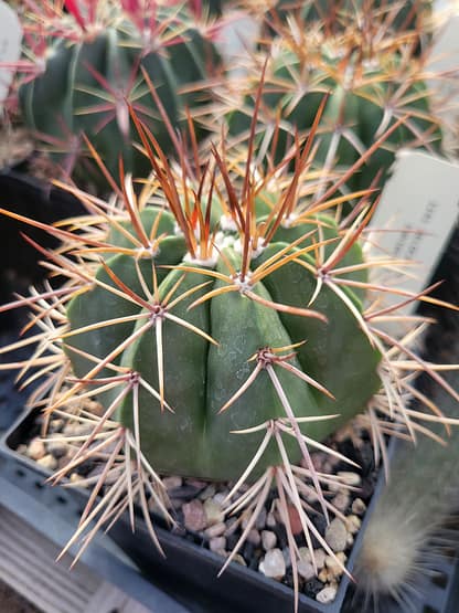 Melocactus bahiensis (HU 554)