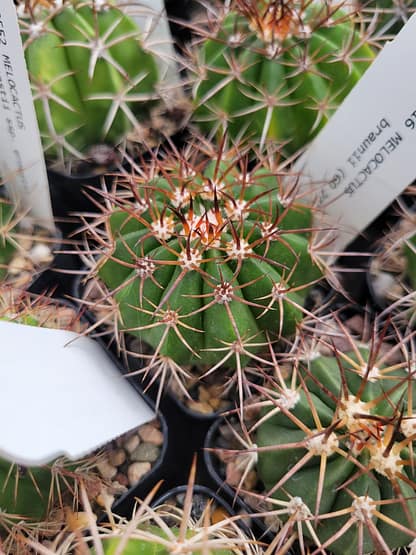 Melocactus braunii (GO 242)