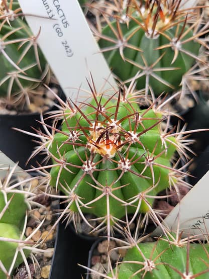 Melocactus braunii (GO 242)