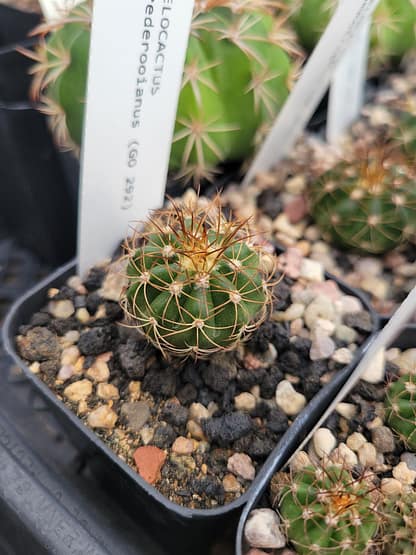 Melocactus brederooianus (GO 292)