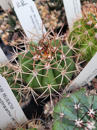 Melocactus brederooianus (HU 607)