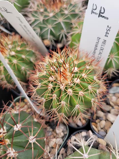 Melocactus broadwayi (AHB 61)