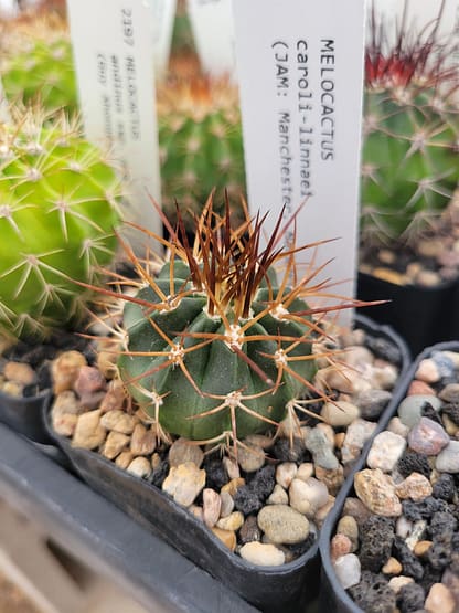 Melocactus caroli-linnaei (with locality)