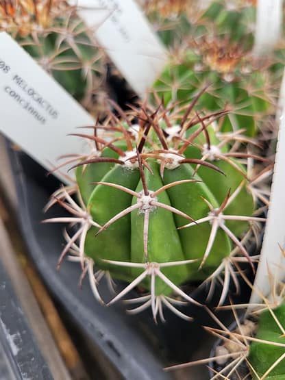 Melocactus concinnus