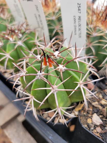 Melocactus concinnus