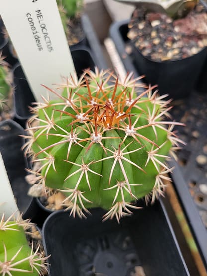 Melocactus conoideus