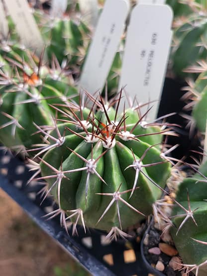 Melocactus cf. curvispinus ssp. caesius