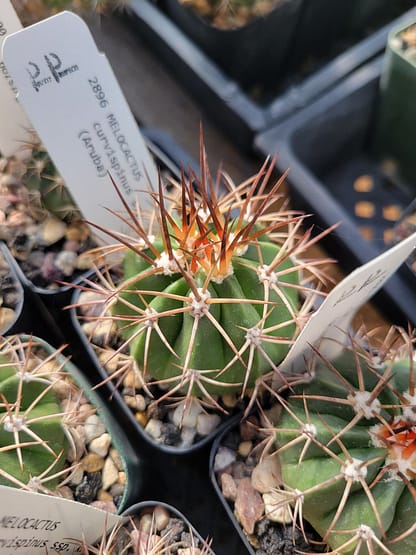 Melocactus curvispinus ssp. koolwijkianus (with locality)