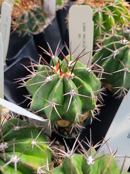 Melocactus cf. curvispinus ssp. caesius