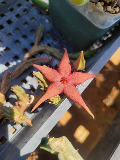 Stapelia cf. schinzii