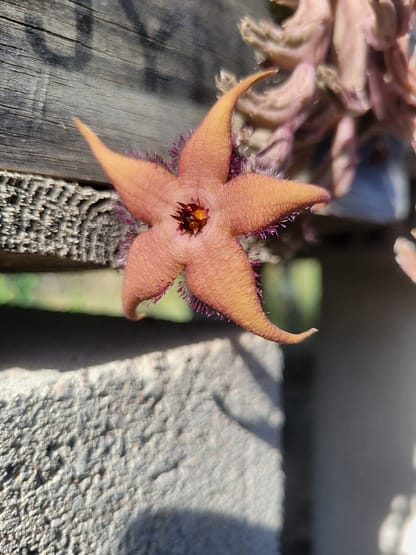 Stapelia cf. schinzii