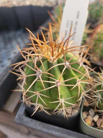 Melocactus panamensis n.n. (with locality)