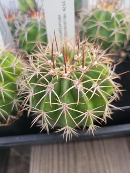 Melocactus curvispinus ssp. obtusipetalus