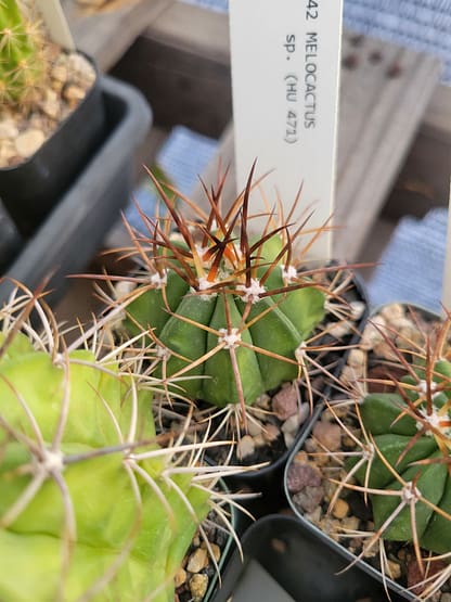 Melocactus sp. (HU 471)