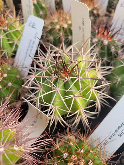 Melocactus sp.