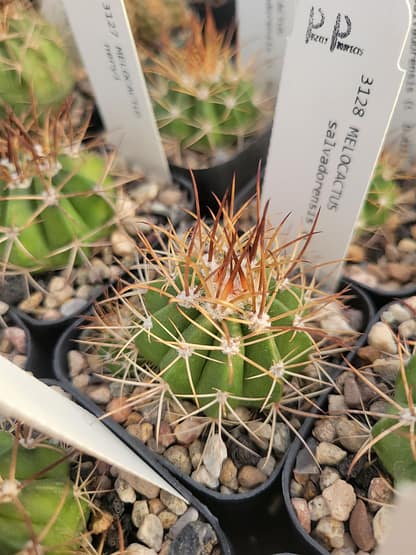 Melocactus salvadorensis (CAGD 411)