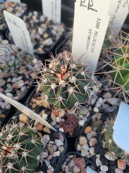 Melocactus stramineus
